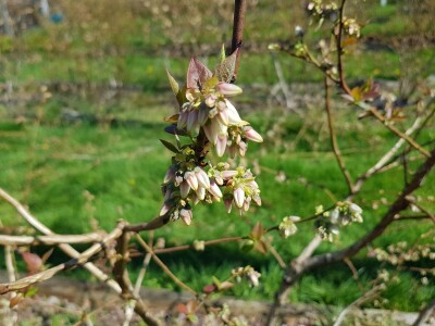 Uzgoj i rezidba borovnica
