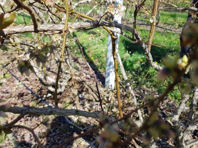 Uzgoj i rezidba borovnica