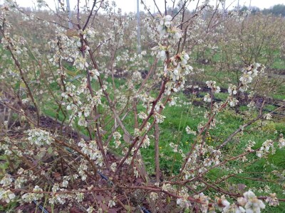 Uzgoj i rezidba borovnica