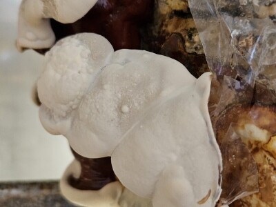 Uzgoj jestivih gljiva na talogu kafe, može i u podrumu?! Uzgoj jestivih gljiva na talogu kafe, može i u podrumu?!