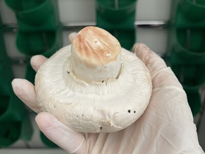 Uzgoj jestivih gljiva na talogu kafe, može i u podrumu?! Uzgoj jestivih gljiva na talogu kafe, može i u podrumu?!