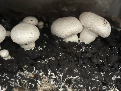 Uzgoj jestivih gljiva na talogu kafe, može i u podrumu?! Uzgoj jestivih gljiva na talogu kafe, može i u podrumu?!