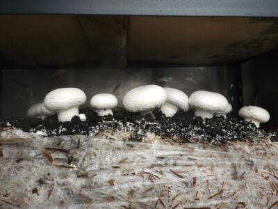 Uzgoj jestivih gljiva na talogu kafe, može i u podrumu?! Uzgoj jestivih gljiva na talogu kafe, može i u podrumu?!