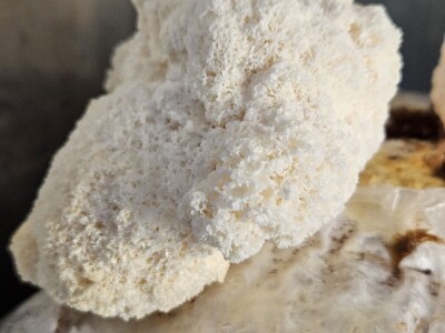 Uzgoj jestivih gljiva na talogu kafe, može i u podrumu?! Uzgoj jestivih gljiva na talogu kafe, može i u podrumu?!