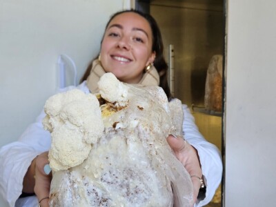 Uzgoj jestivih gljiva na talogu kafe, može i u podrumu?! Uzgoj jestivih gljiva na talogu kafe, može i u podrumu?!