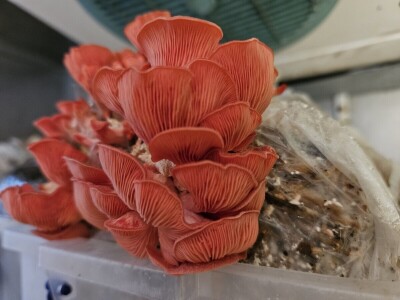 Uzgoj jestivih gljiva na talogu kafe, može i u podrumu?! Uzgoj jestivih gljiva na talogu kafe, može i u podrumu?!