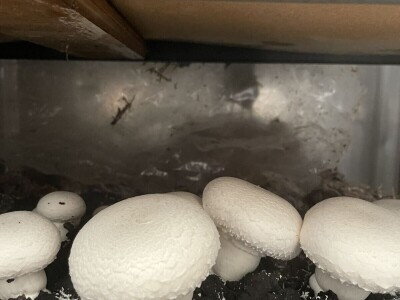 Uzgoj jestivih gljiva na talogu kafe, može i u podrumu?! Uzgoj jestivih gljiva na talogu kafe, može i u podrumu?!