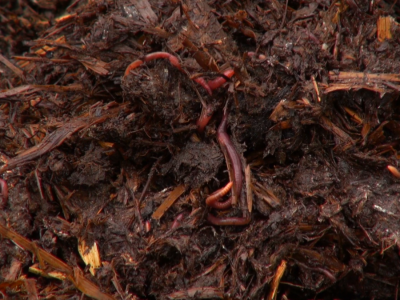 Uzgoj kalifornijskih glista