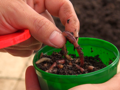 Uzgoj kalifornijskih glista