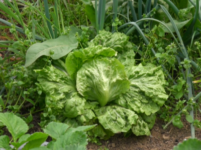 Uzgoj kalifornijskih glista