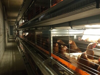 Uzgoj koka Uzgoj koka