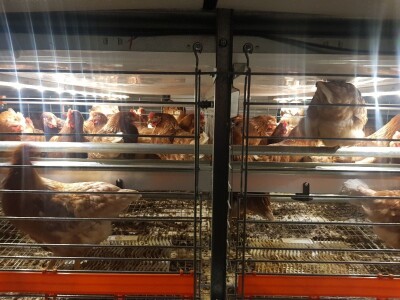 Uzgoj koka Uzgoj koka