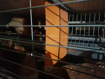 Uzgoj koka Uzgoj koka