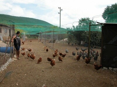 Uzgoj koka hrvatica na imanju OPG Mirjana Strizirep Koprivno Uzgoj koka hrvatica na imanju OPG Mirjana Strizirep Koprivno