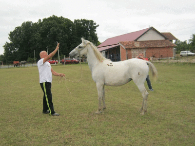 Uzgoj konja i jahanje čuvaju od zaborava