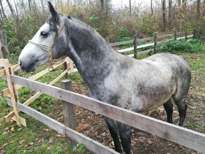 Uzgoj konja i jahanje čuvaju od zaborava