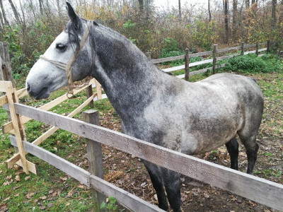 Uzgoj konja i jahanje čuvaju od zaborava