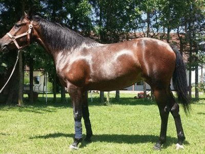 Uzgoj konja i jahanje čuvaju od zaborava