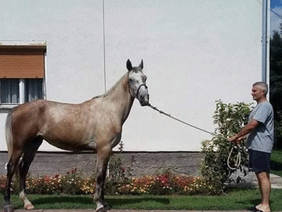 Uzgoj konja i jahanje čuvaju od zaborava