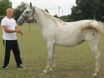 Uzgoj konja i jahanje čuvaju od zaborava