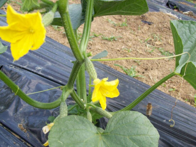 Potpisivanje ugovora za proizvodnju kornišona Potpisivanje ugovora za proizvodnju kornišona