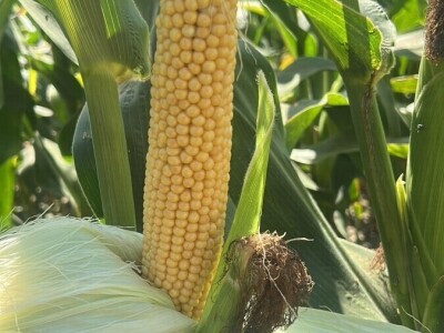 Uzgoj kukuruza kokičara na OPG-u Pravda u Soljanima