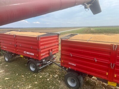 Uzgoj kukuruza kokičara na OPG-u Pravda u Soljanima