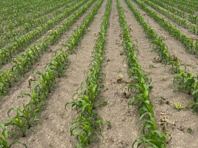 Uzgoj kukuruza kokičara na OPG-u Pravda u Soljanima