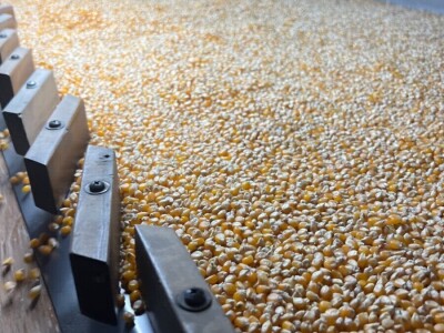 Uzgoj kukuruza kokičara na OPG-u Pravda u Soljanima