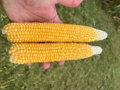 Uzgoj kukuruza kokičara na OPG-u Pravda u Soljanima