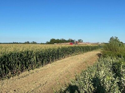 Uzgoj kukuruza kokičara na OPG-u Pravda u Soljanima