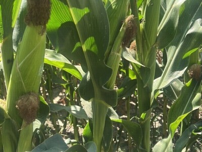 Uzgoj kukuruza kokičara na OPG-u Pravda u Soljanima