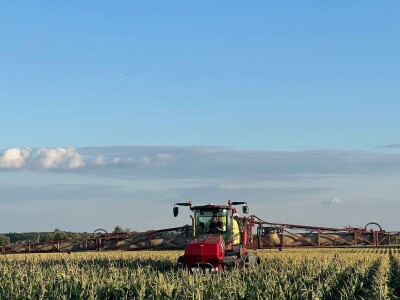 Uzgoj kukuruza kokičara na OPG-u Pravda u Soljanima