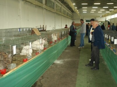 Uzgoj kunića u OPG-u Dušana Petričevića Lovreć