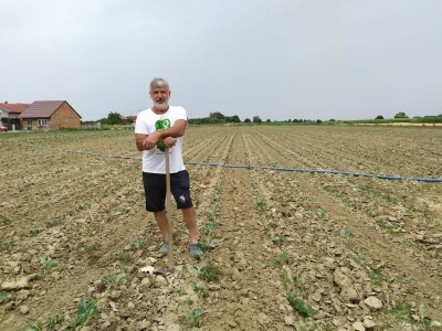 Uzgoj kupusa u Futogu