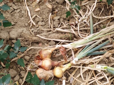 Uzgoj kupusa u Futogu