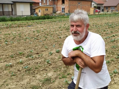 Uzgoj kupusa u Futogu