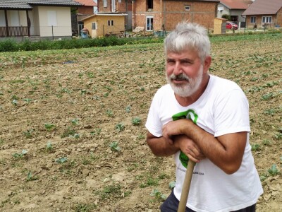 Uzgoj kupusa u Futogu