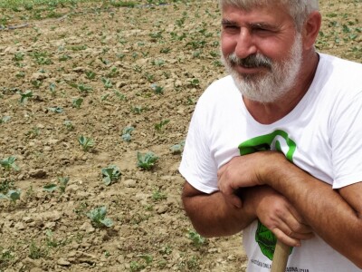 Uzgoj kupusa u Futogu