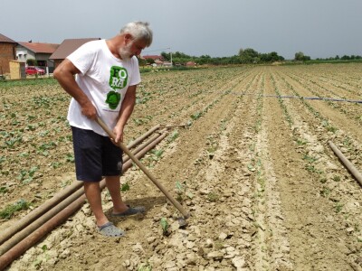 Uzgoj kupusa u Futogu
