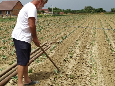 Uzgoj kupusa u Futogu