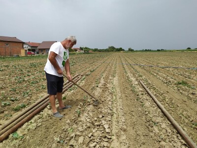 Uzgoj kupusa u Futogu