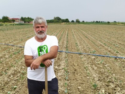 Uzgoj kupusa u Futogu