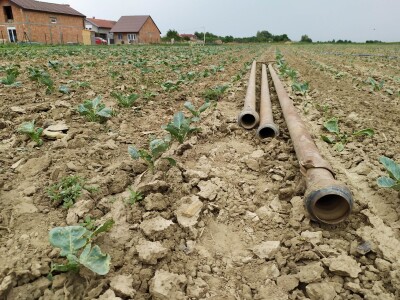 Uzgoj kupusa u Futogu