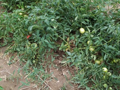 Uzgoj kupusa u Futogu