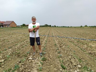 Uzgoj kupusa u Futogu