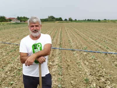 Uzgoj kupusa u Futogu