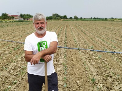 Uzgoj kupusa u Futogu