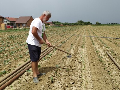 Uzgoj kupusa u Futogu