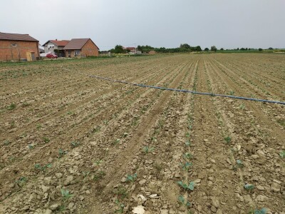 Uzgoj kupusa u Futogu